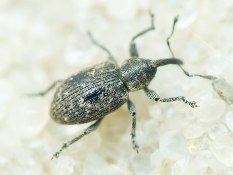 Smicronyx jungermanniae (Reich, 1797)